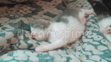 小搞笑视频新生小猫睡觉.. 可爱的宠物小猫睡在卧室床上的生活毯上